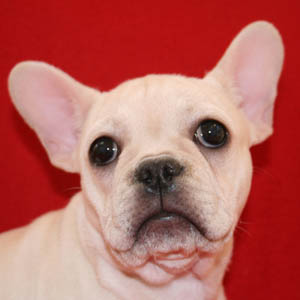 French bulldogs of long hot sale island