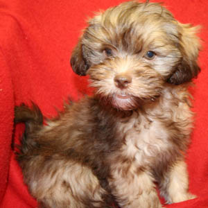 Toy havanese puppies outlet for sale