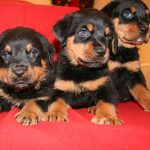 Rottweiler Puppies – Sportsman's Kennels